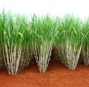 Sugar Cane