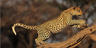 Tecnologías Ágiles